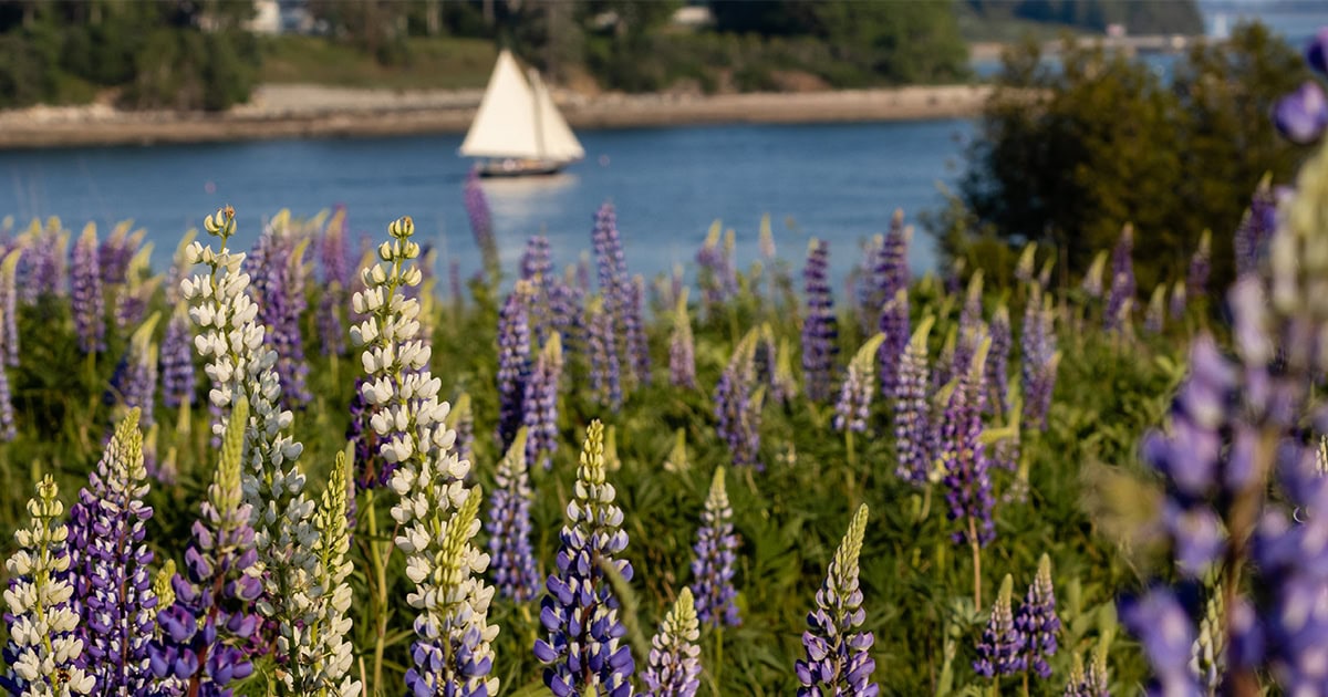 Gearing Up for Startup Maine Week